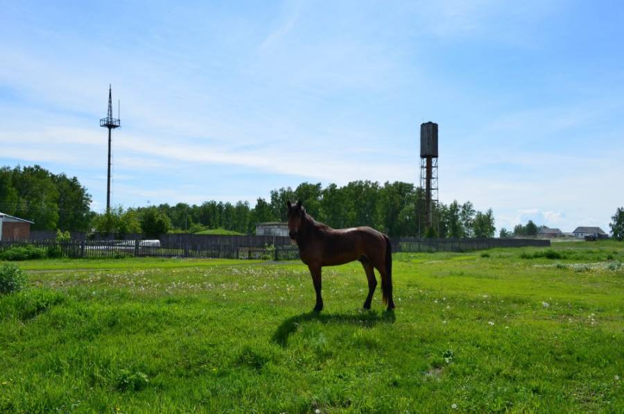 село Каргаполово Сузунский район НСО