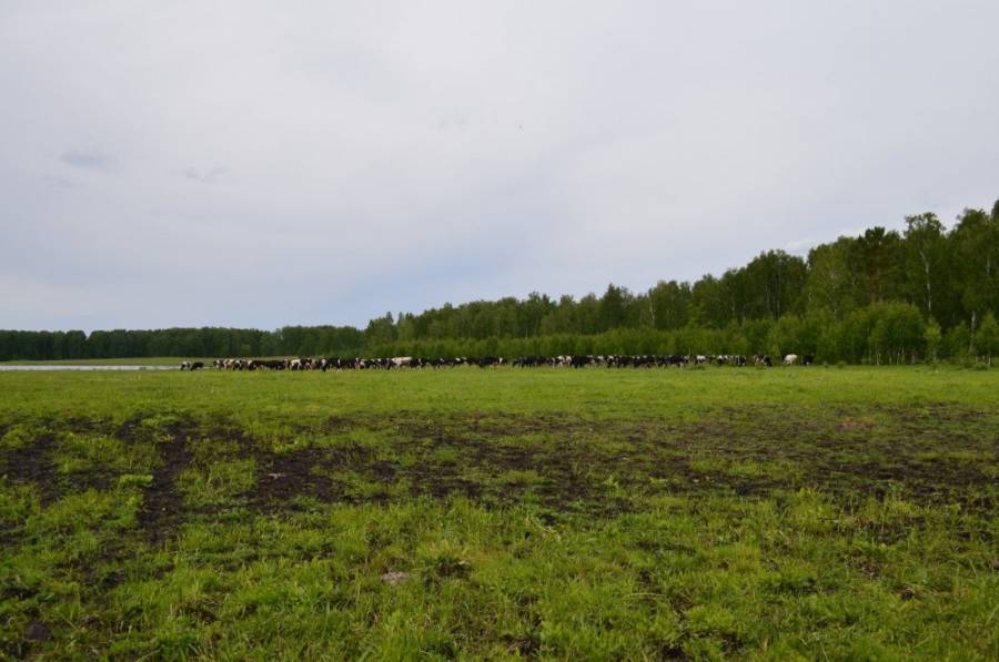 Потом пришло стадо коров и клёв пропал.